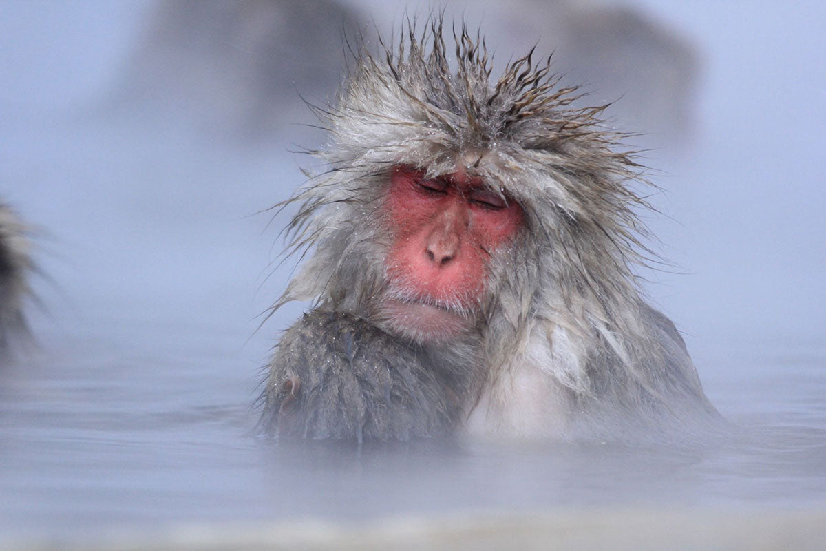 The Ultimate Hakuba Resort Experience with Gastronomic Dining Options_ Snow Monkey Park